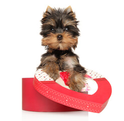 Yorkshire Terrier puppy with a red heart