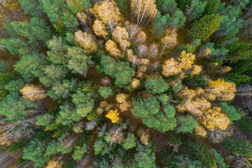 Directly above aerial drone full frame shot of green emerald pine forests and yellow foliage groves with beautiful texture of treetops. Beautiful fall season scenery. Mountains in autumn golden colors