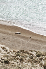 El Harén de Punta Ninfas