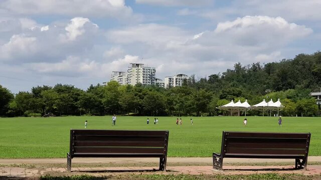 Peaceful summer park scenery