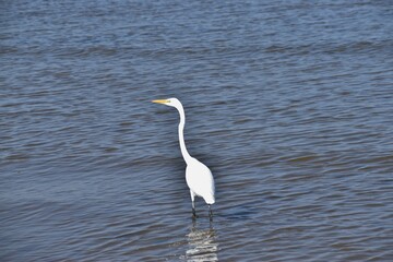 Great egret