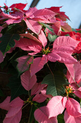 poinsettia (Euphorbia pulcherrima) on display at the municipal conservatory
