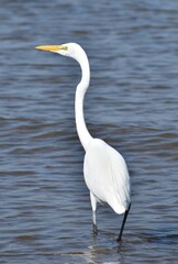 Great egret