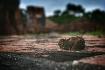 stump in the woods