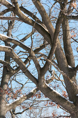 tree branches against sky - winter