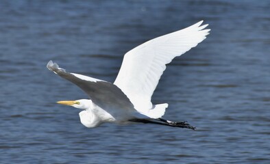 Fototapeta na wymiar Great egret