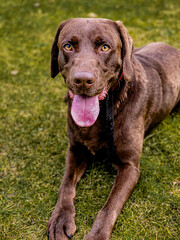 labrador retriever