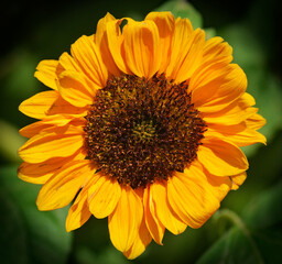 close up of sunflower