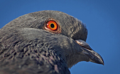 Close-up of the red eye of a pigeon