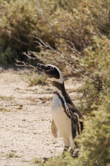 El pingüino de Magallanes en Puerto Madryn
