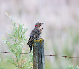 A Northern Flicker perched on a fence post. Taken in Alberta, Canada