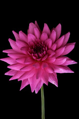 Beautiful flower, pink dahlia isolated on a black background