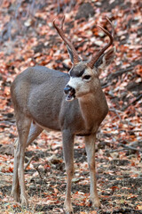 A male California Mule Deer with a rack of antlers 