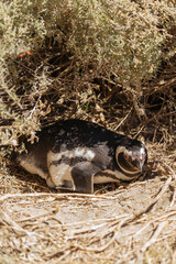 Pingüinos cuidando sus crías