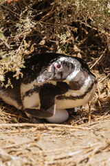 El pingüino de Magallanes en Puerto Madryn