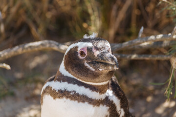 Pingüinos cuidando sus crías