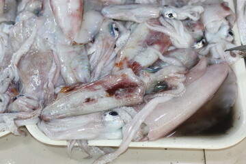 fresh squid on the market