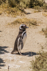 El pingüino de Magallanes en Puerto Madryn