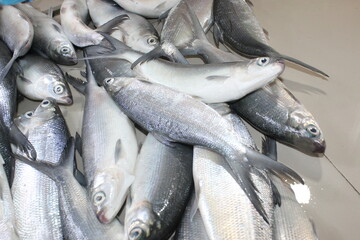 fresh fish on market