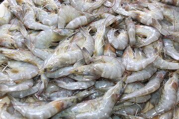 fresh shrimps on the market