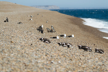 Pingüinos cuidando sus crías