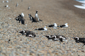 El pingüino de Magallanes en Puerto Madryn