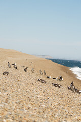 Fototapeta na wymiar El pingüino de Magallanes en Puerto Madryn
