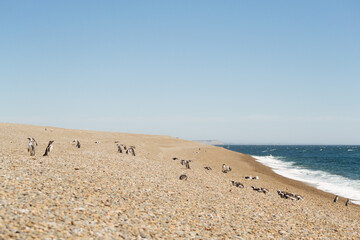 Pingüinos cuidando sus crías