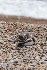 El pingüino de Magallanes en Puerto Madryn