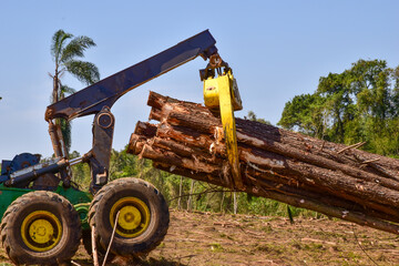 Logging Forestry Wood