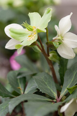 hellebore blossoms on display at the municipal conservatory