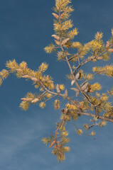 pine tree and cones against a winter sky