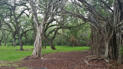 Florida tree