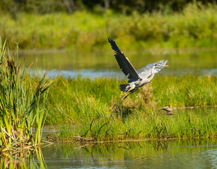 A Great Blue Heron in flight. Taken in Alberta, Canada