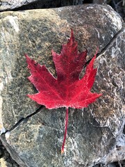 Frosty maple leaf on a split stone