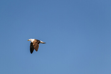 Un día de playa en la Patagonia