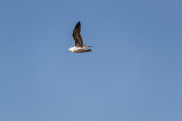 mejor pajaro en mano que cien volando