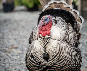 Close-up of live turkey in barnyard