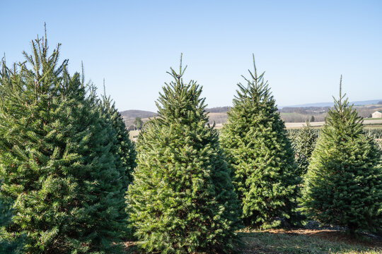 Ready to harvest Christmas Trees at Tree Farm