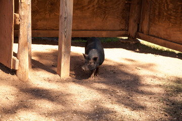 Playing baby piglet Vietnamese Pot-bellied pigs