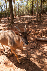 Common eland also called Taurotragus oryx