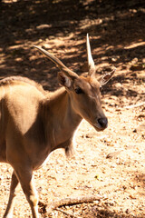 Common eland also called Taurotragus oryx