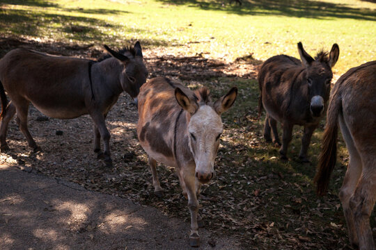 Miniature donkeys Equus asinus on a farm