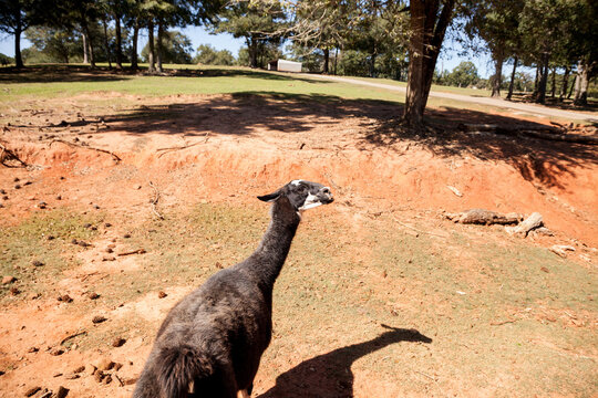 Brown and white llama with a white face Lama glama