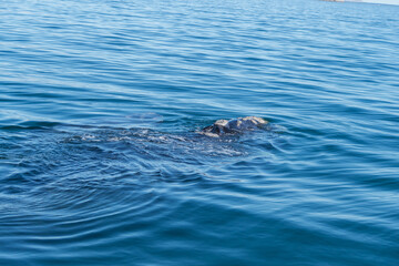 Fototapeta premium Avistaje de la ballena Franca Austral
