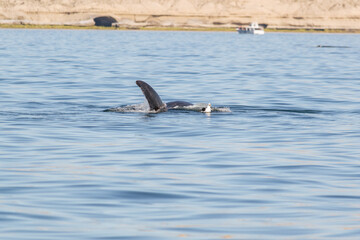 Fototapeta premium Avistaje de la ballena Franca Austral