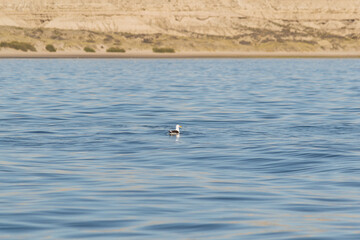 Avistaje de ballenas