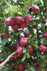 Red apples growing on apple tree.