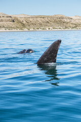 Obraz premium Avistaje de ballenas