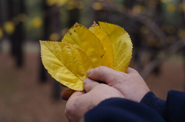 Leafy season. A man is holding a yellow fallen tree leafs in his